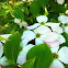 Pink Flowering Dogwood 
