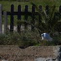 Little Egret