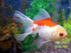 Peces Carassius Cabeza De Leon Importados
