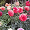 Dalia