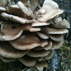 Oyster mushroom