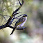 Singing Honeyeater