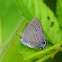 Banded Hairstreak