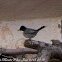 Sardinian Warbler, Curruca Cabrecinegra