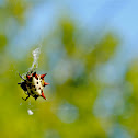 Spiny Back Orb Weaver