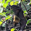 Fruit bat