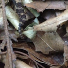Pygmy rattlesnake