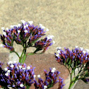Sea Lavender