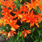 Wood Lilly