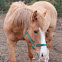 Horse 'American Quarter Horse'