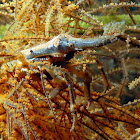 Conical Spider Crab