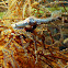 Conical Spider Crab