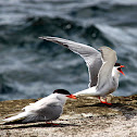 Garajaus
