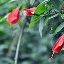 Sleeping Hibiscus