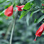 Sleeping Hibiscus