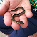 garter snake