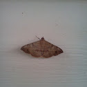 Velvetbean Caterpillar Moth