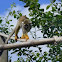 Common squirrel monkey