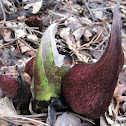 Eastern Skunk Cabbage
