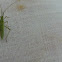 True bug