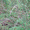 Japanese  barberry