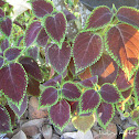 Coleus