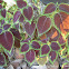 Coleus