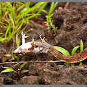 Buff striped keelback