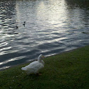 Pekin Duck (Long Island Duck)