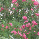 Oleander