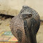 Indian cobra (Naja naja)