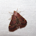 Red-shawled Moth