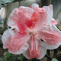 White and Pink Hibiscus