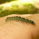 Forest Tent Caterpillar Moth