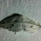 Moth