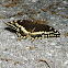 Palamedes Swallowtail