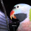 Red-breasted Parakeet / Javan Parakeet / Betet Jawa