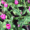 Tulip