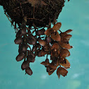 Orquídeas