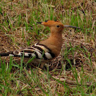 Hoopoe,Poupa