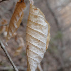 American Beech