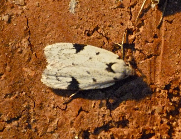 Spotting Image 1