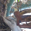 Narrow-billed Woodcreeper; Arapaçu-do-cerrado(Brazil)