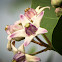 Calatropis gigantia (रूई)