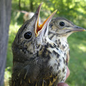 Song Thrush (juvenile)