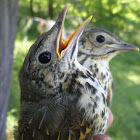 Song Thrush (juvenile)