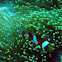 Ocellaris Clownfish