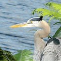 Great Blue Heron