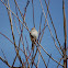 Chipping Sparrow