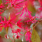 Loropetalum